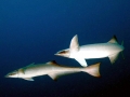 Remora