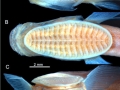 Remora