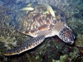 Remora