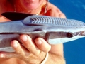 Remora