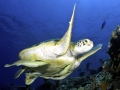 Remora