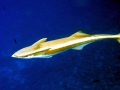 Remora