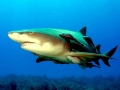 Remora