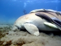 Remora