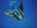 Remora