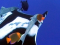 Remora