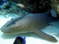 Remora