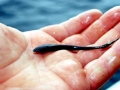 Remora