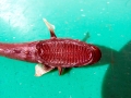 Remora