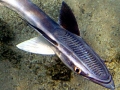 Remora