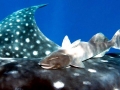 Remora