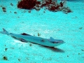 Remora