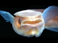 Remora