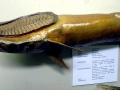Remora