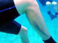Remora