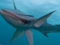 Remora