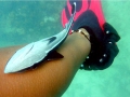 Remora