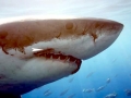 Remora
