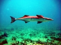 Remora