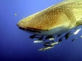 Remora