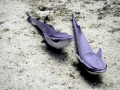 Remora