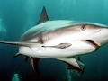 Remora