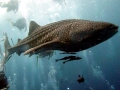 Remora