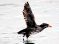 Rhinocéros Auklet