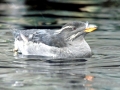 Rhinocéros Auklet