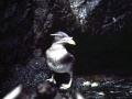 Rhinocéros Auklet