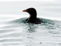Rhinocéros Auklet
