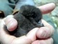 Rhinocéros Auklet