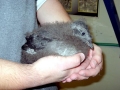 Rhinocéros Auklet
