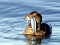 Rhinocéros Auklet