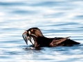 Rhinocéros Auklet