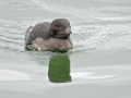 Rhinocéros Auklet