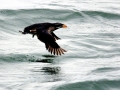 Rhinocéros Auklet