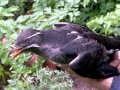 Rhinocéros Auklet