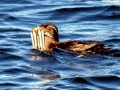 Rhinocéros Auklet