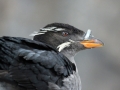 Rhinocéros Auklet