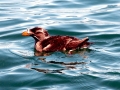 Rhinocéros Auklet