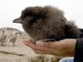Rhinocéros Auklet