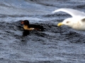Rhinocéros Auklet