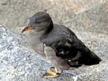 Rhinocéros Auklet