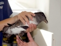 Rhinocéros Auklet