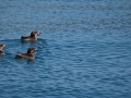 Rhinocéros Auklet