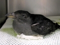 Rhinocéros Auklet