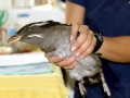 Rhinocéros Auklet