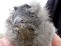 Rhinocéros Auklet