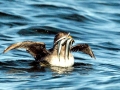 Rhinocéros Auklet
